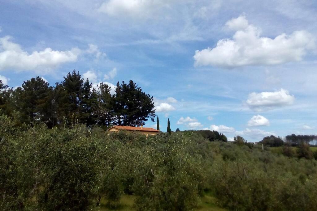 Casa Belvedere -Tranquillita Tra Bosco E Ulivi- Riparbella Exterior foto